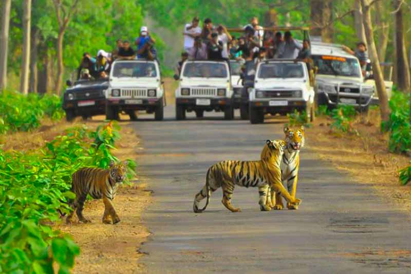 Top Mudumalai holiday packages, hotel, cabs and sightseeing